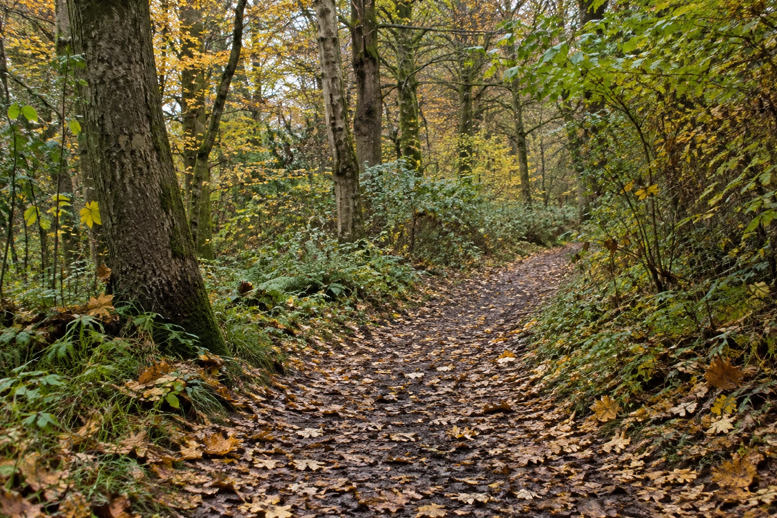 Golden fallen leaves along a quiet autumn woodland path