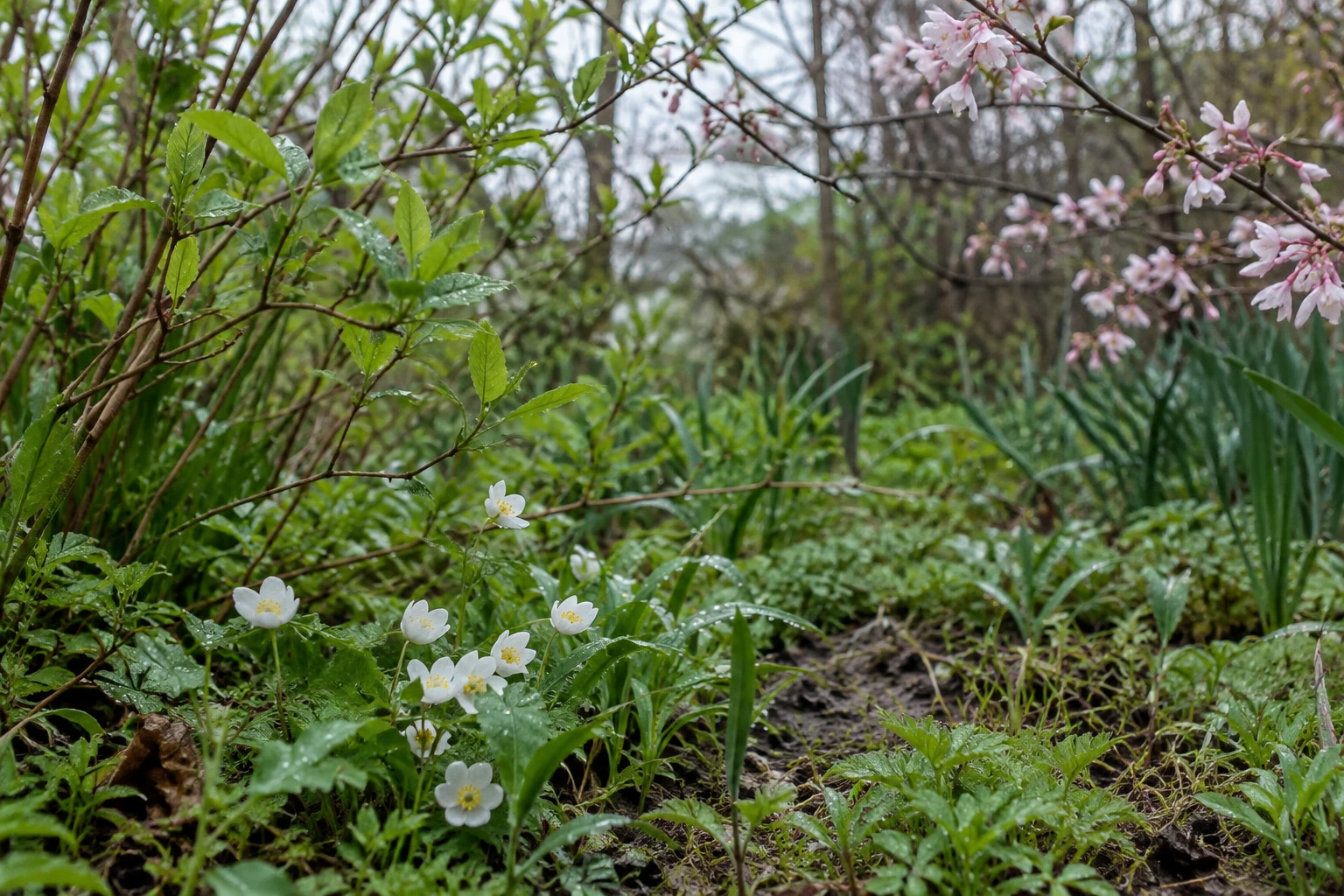 Fresh green leaves and pale blossoms in a rain-damp spring garden