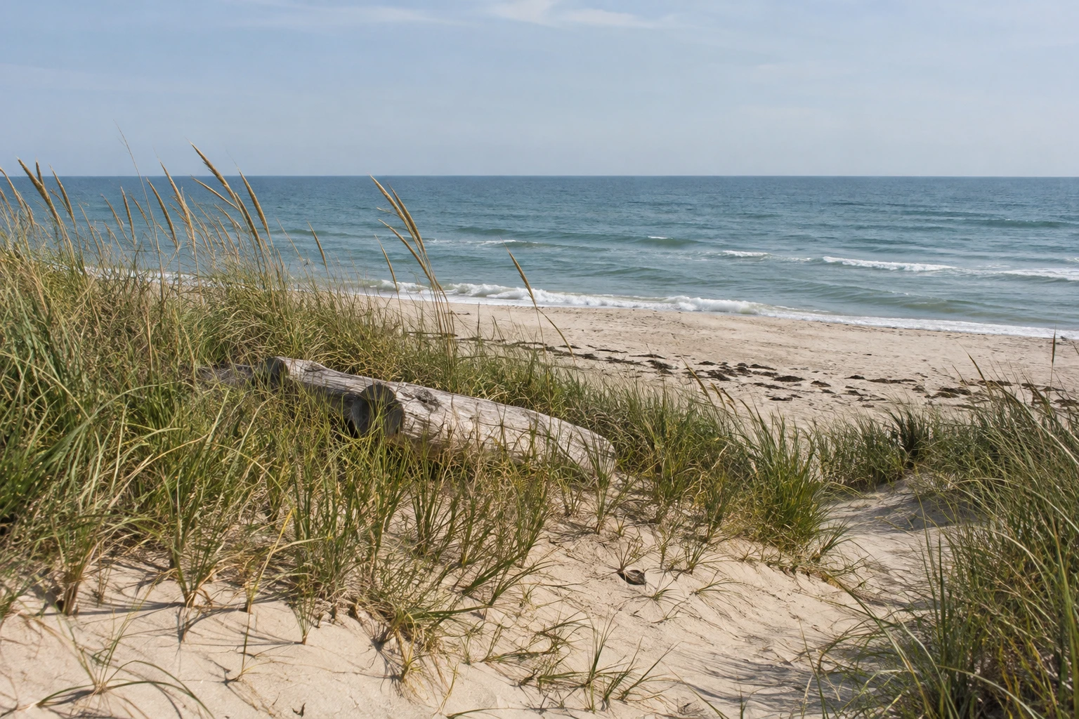 Summer dune grasses above a sandy ocean beach