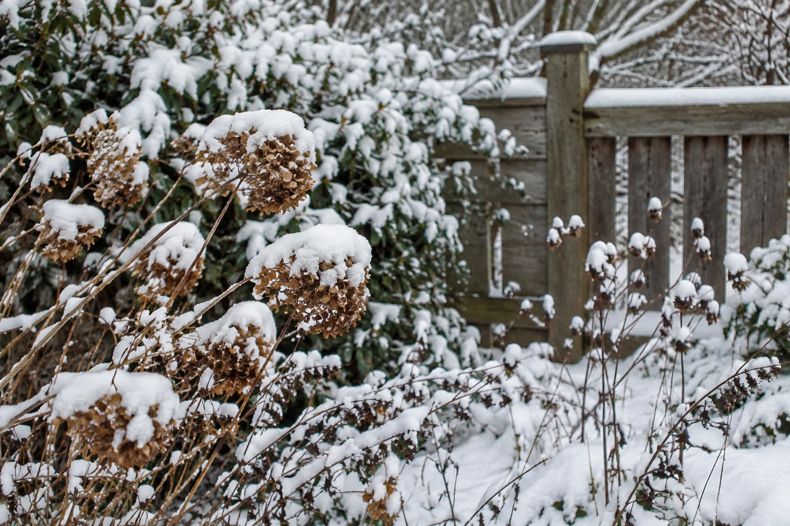 Fresh snow on bare branches and dried seed heads in a winter garden